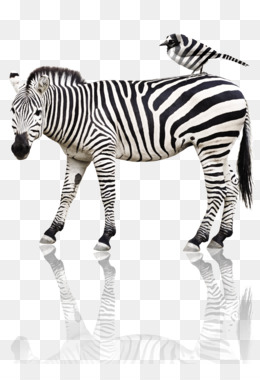 Quagga png