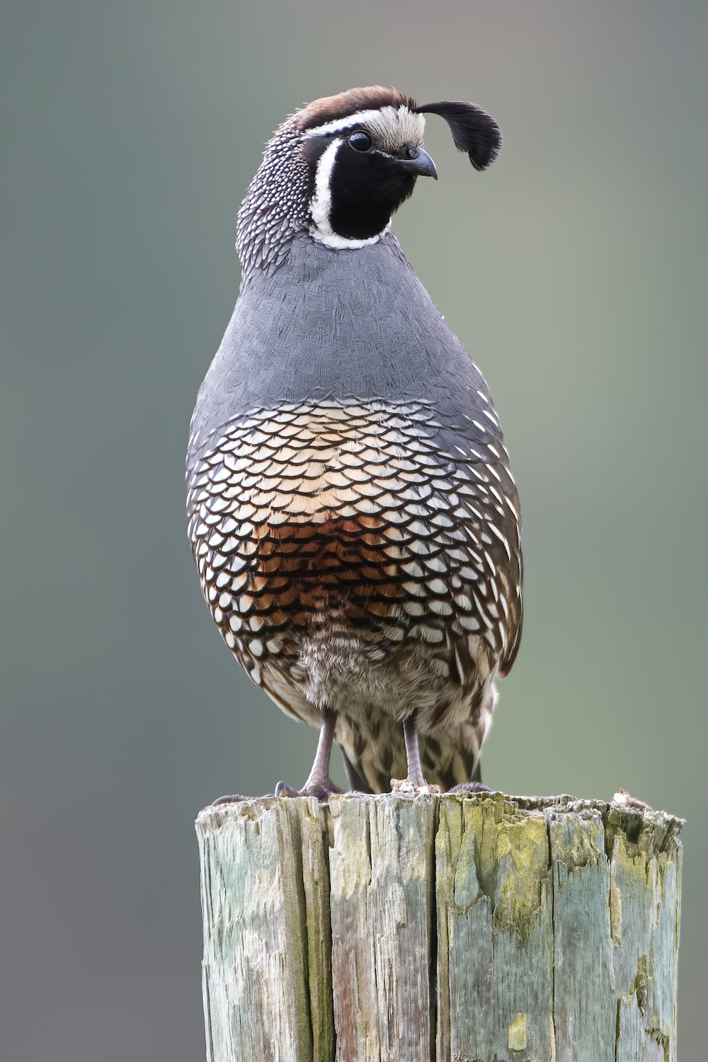 California Quail Identification, All About Birds, Cornell Lab of Ornithology