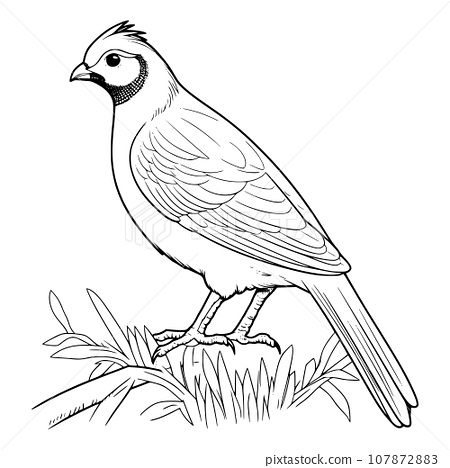 Quail coloring page for kids