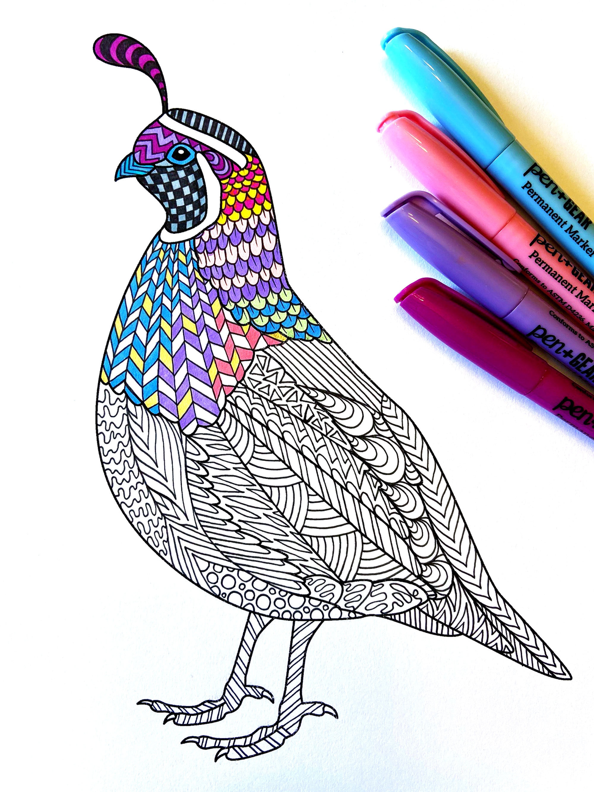 Quail pdf animal coloring page