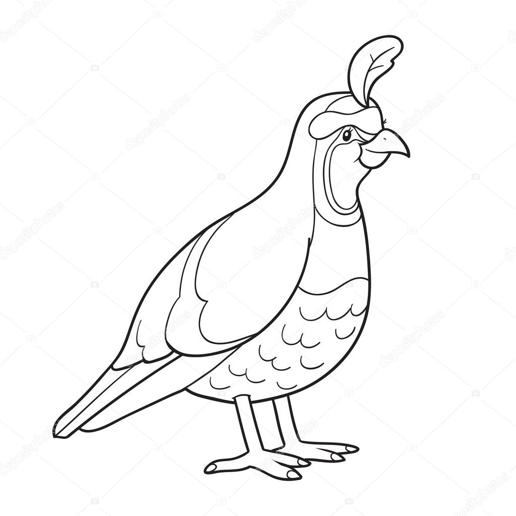 Coloring book quail stock vector by ksenyasavva