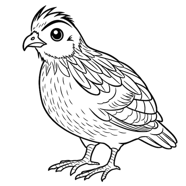 Premium vector quail coloring pages for kid