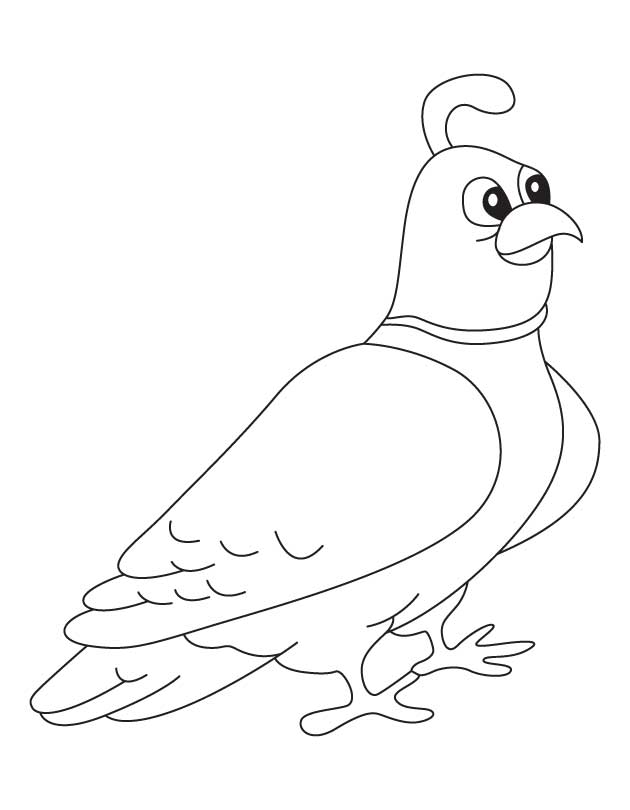 Mountain quail coloring page download free mountain quail coloring page for kids best coloring pages