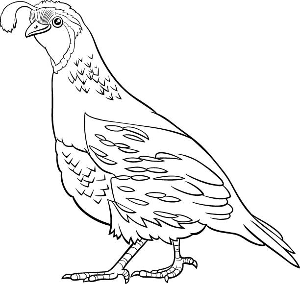 Cartoon quail bird ic animal character coloring book page stock illustration