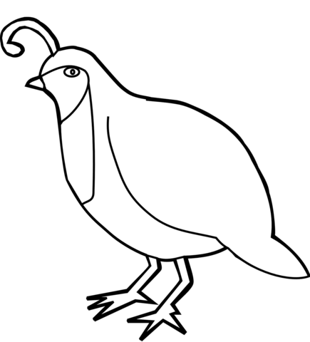 Quail ground dwelling bird coloring page free printable coloring pages