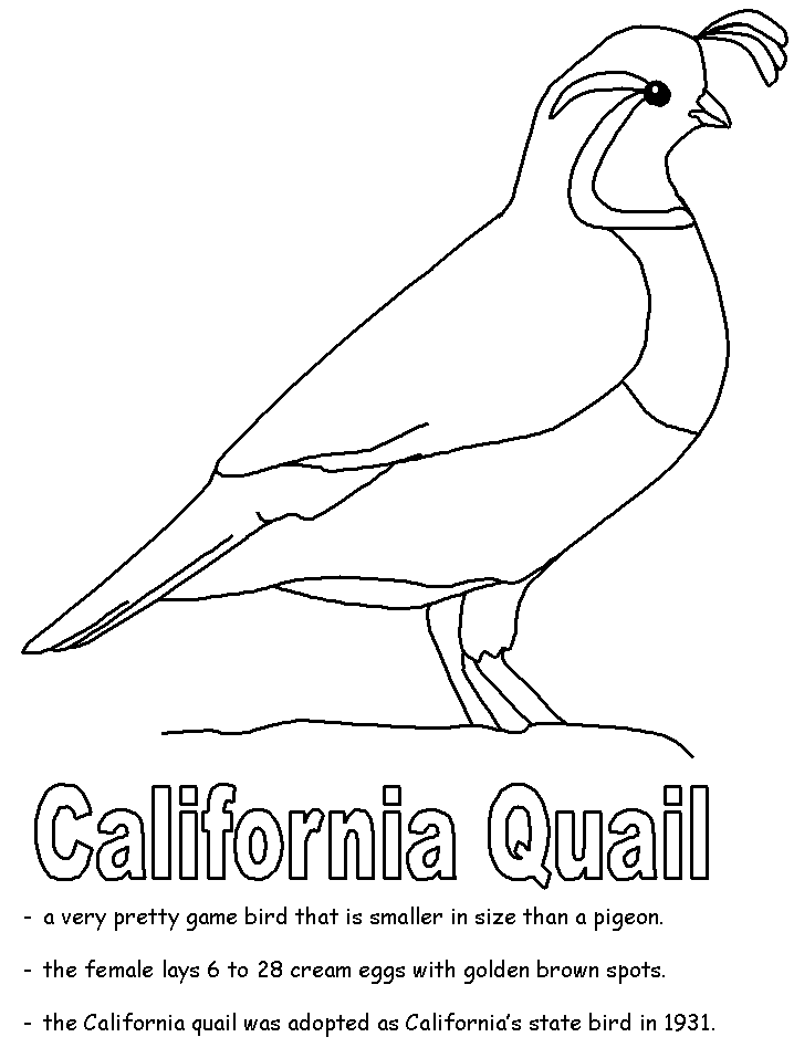 California quail coloring page