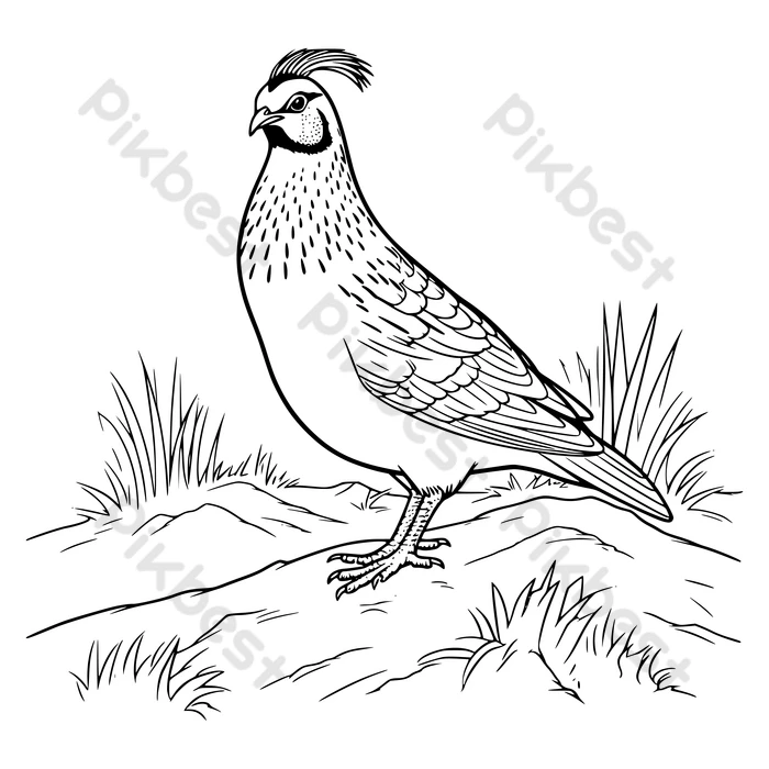 Quail coloring page for kids png images eps free download