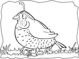 Quail coloring pages and printable activities