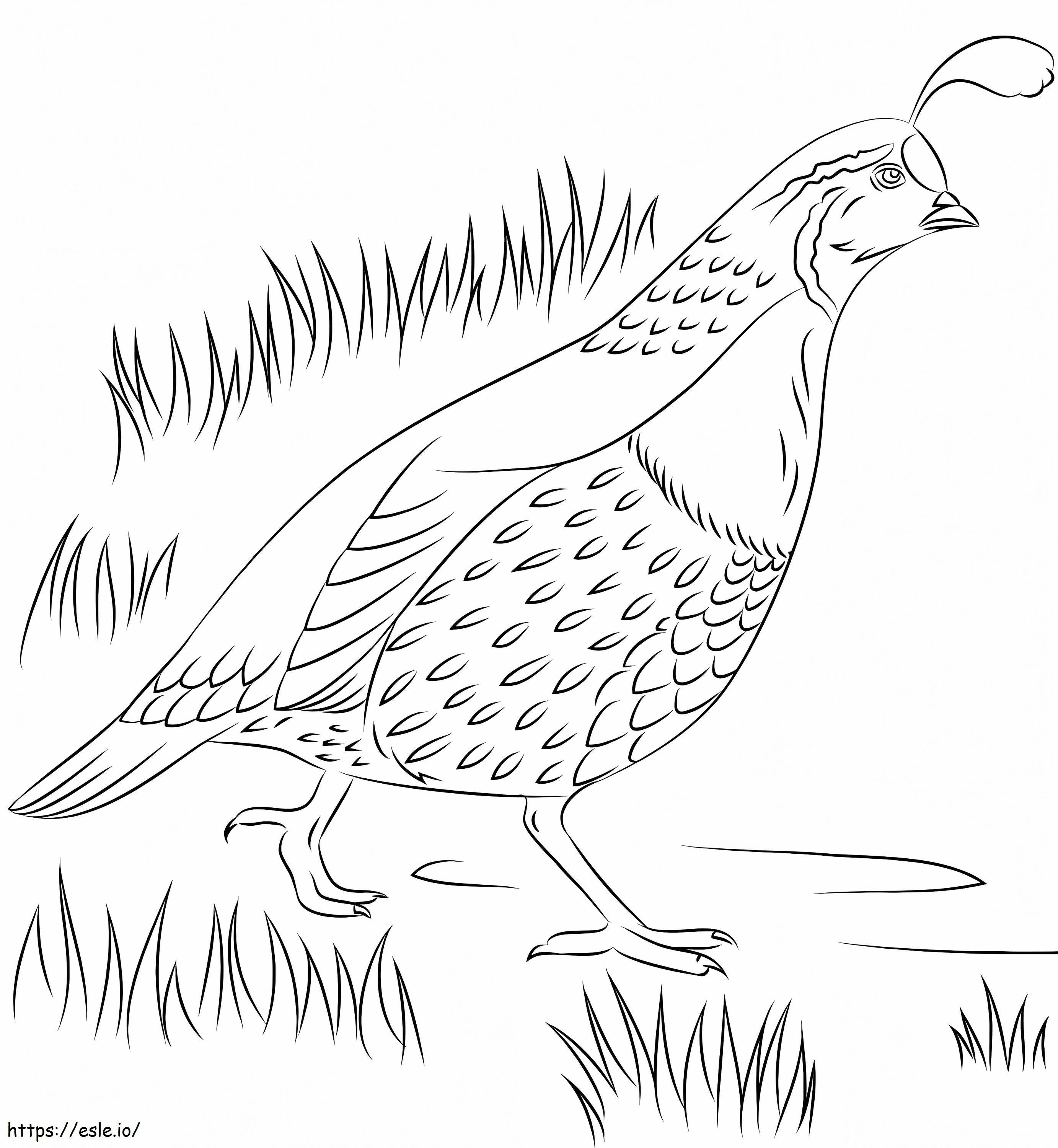 California quail coloring page