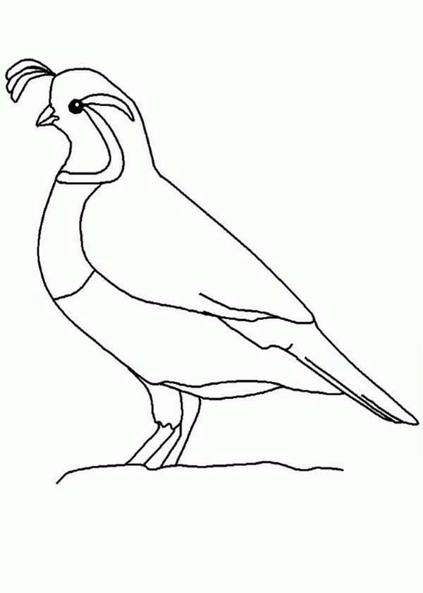 Quail outline coloring page color luna