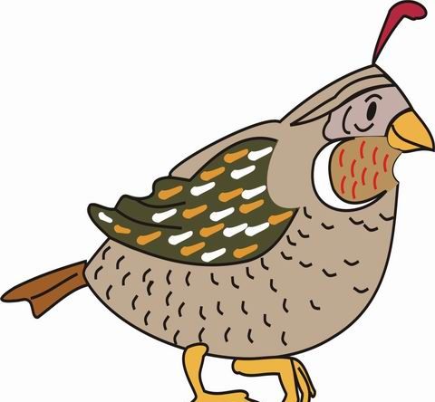 Quail coloring pages for kids to color and print