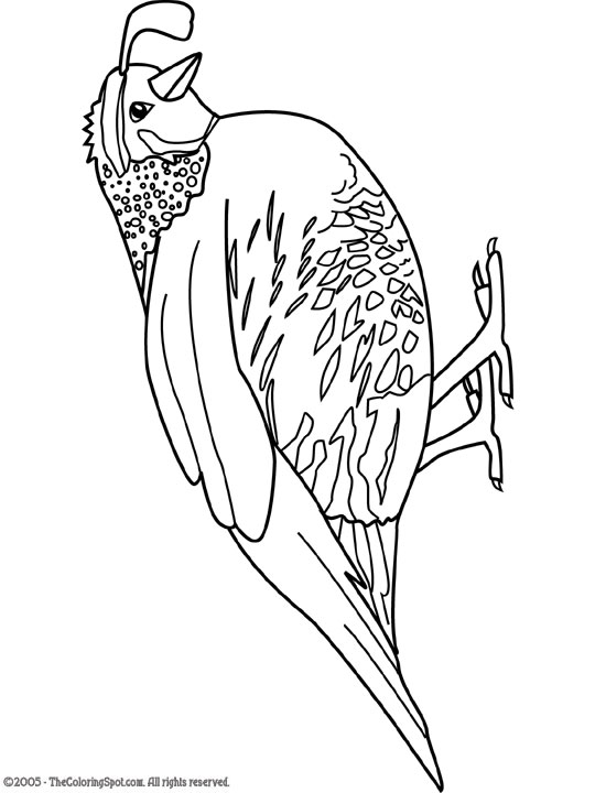 Quail coloring page audio stories for kids free coloring pages colouring printables