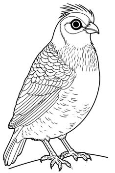 Quail coloring pages ideas coloring pages quail unique words