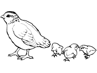 Quail coloring pages and printable activities