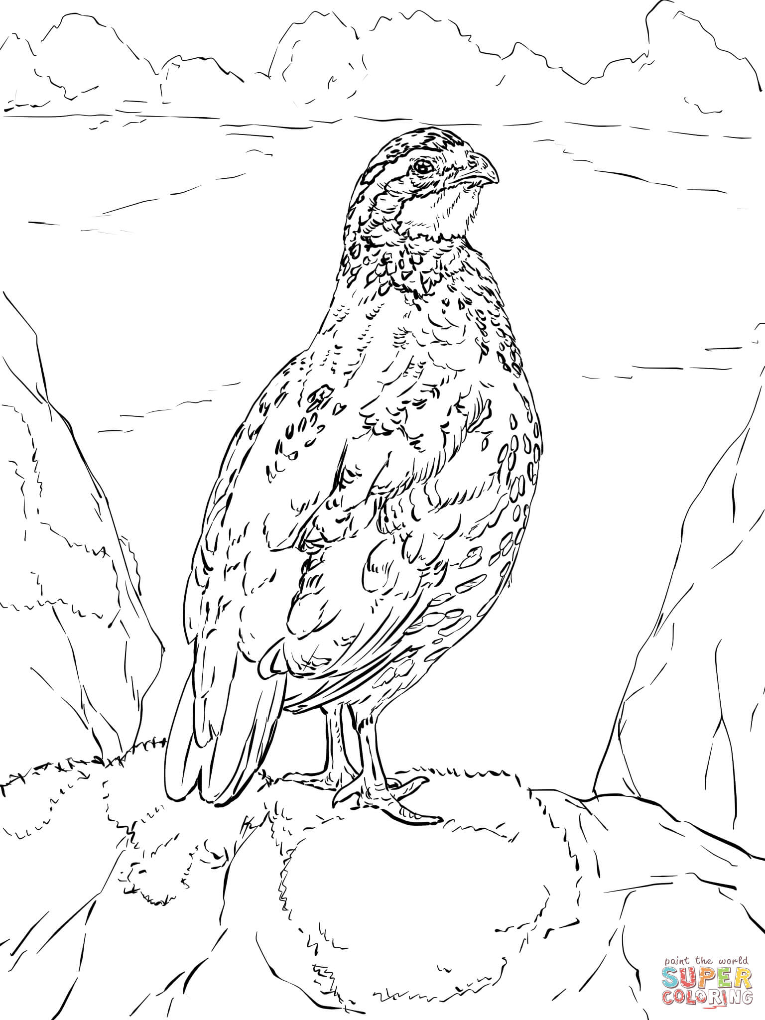 Nothern bobwhite coloring page free printable coloring pages