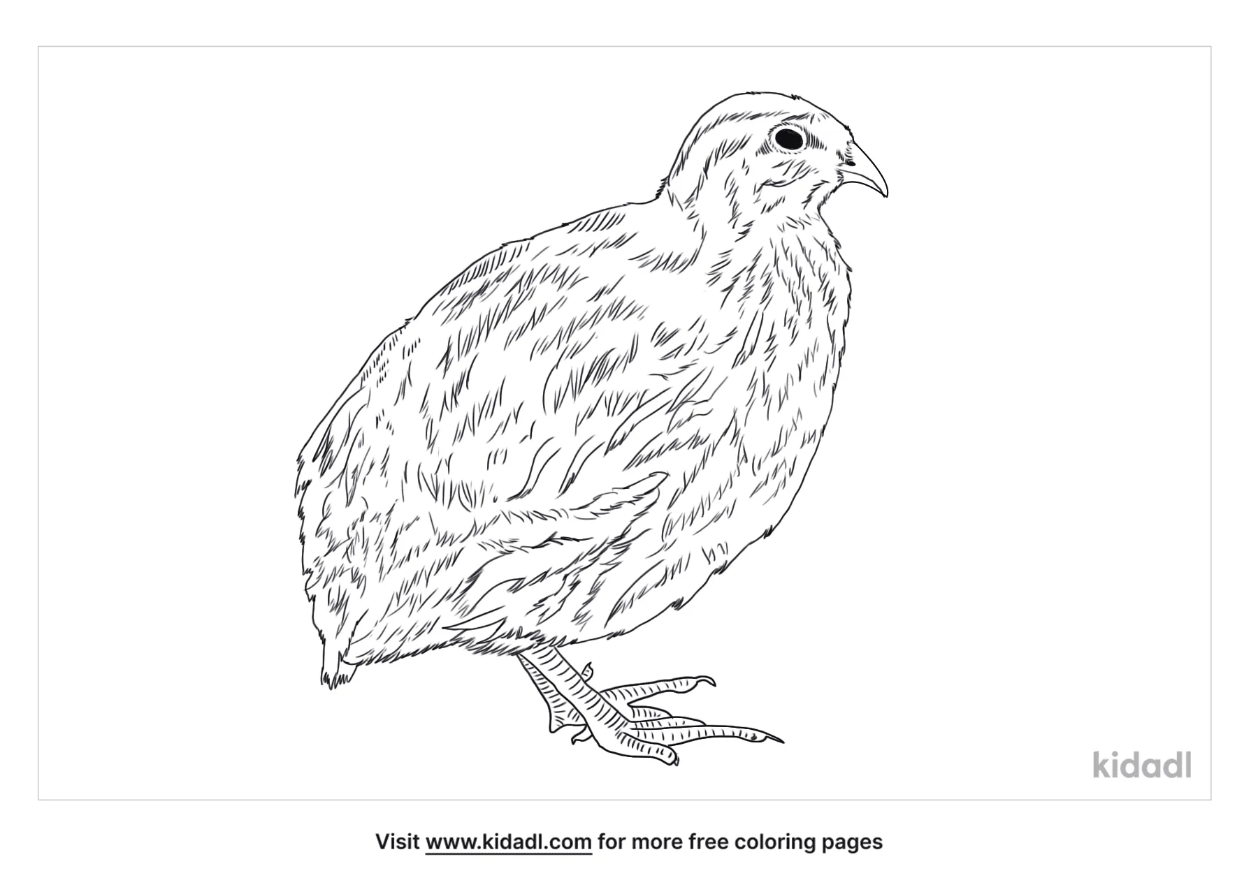 Free japanese quail coloring page coloring page printables