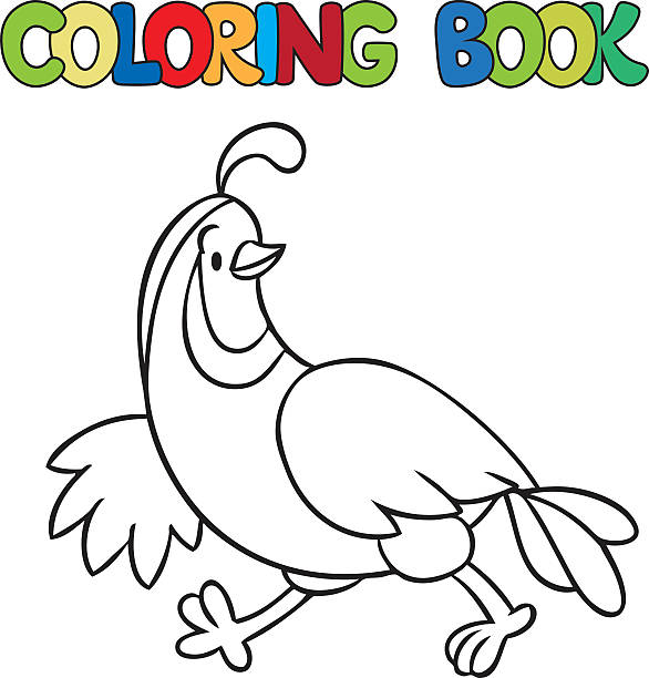 Coloring book of little quail stock illustration