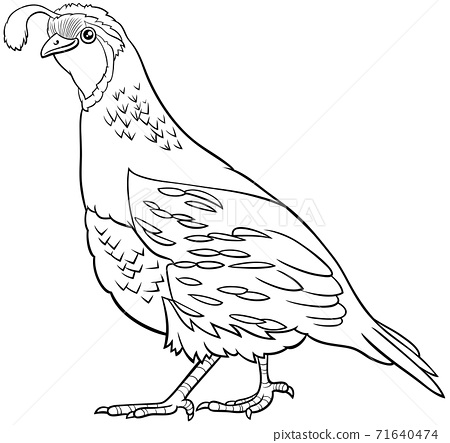 Cartoon quail bird ic animal character