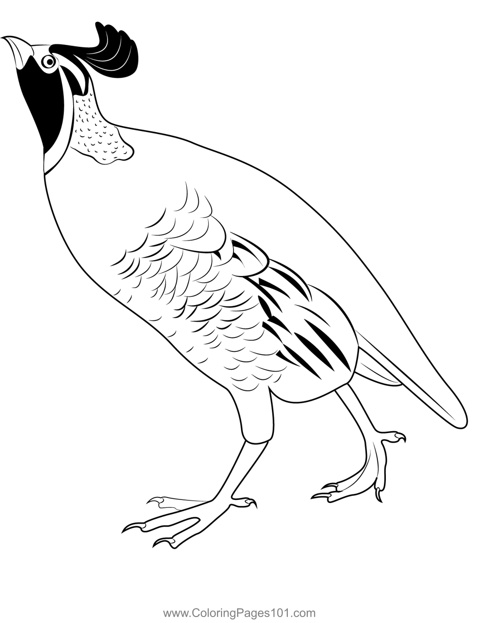 California quail coloring page for kids