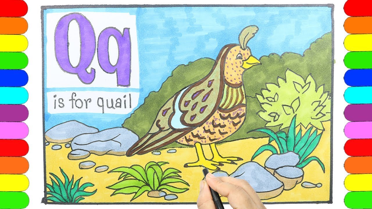 Abc drawing and coloring pageðð q for quail drawing and coloring pageðð a a scenery for kidsðð