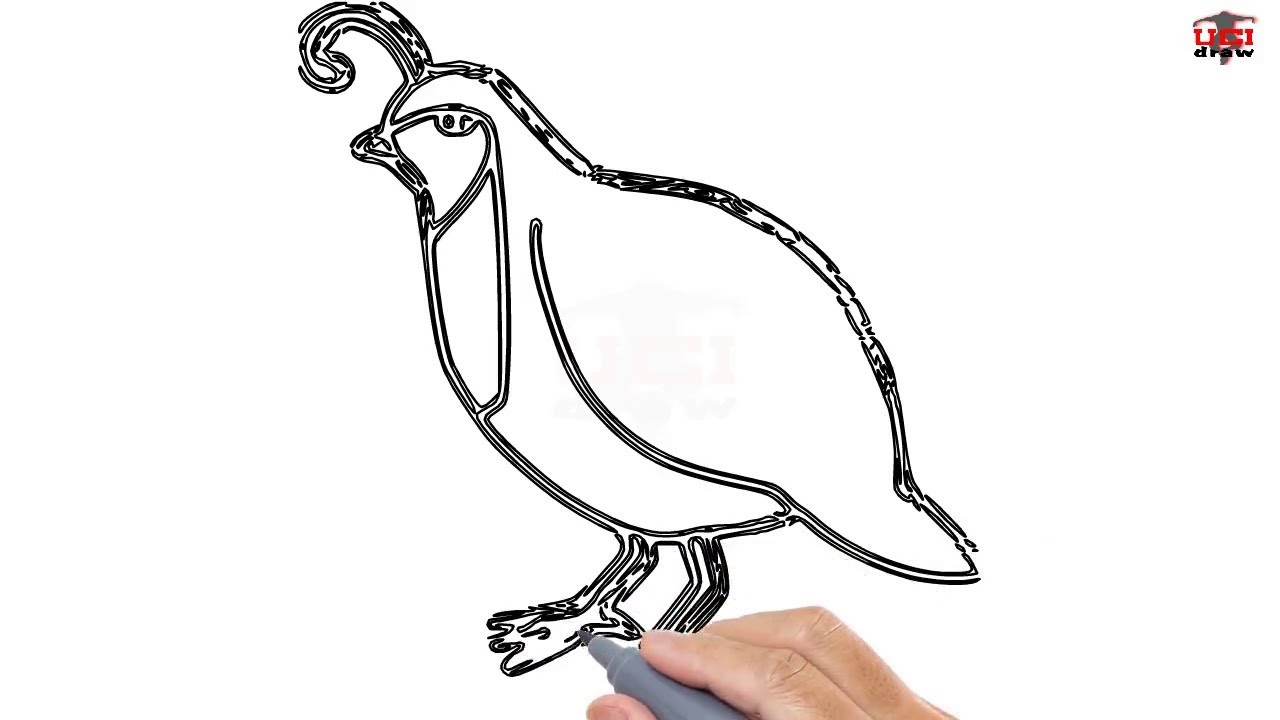 How to draw a quail easy step by step drawing tutorials for kids â ucidraw