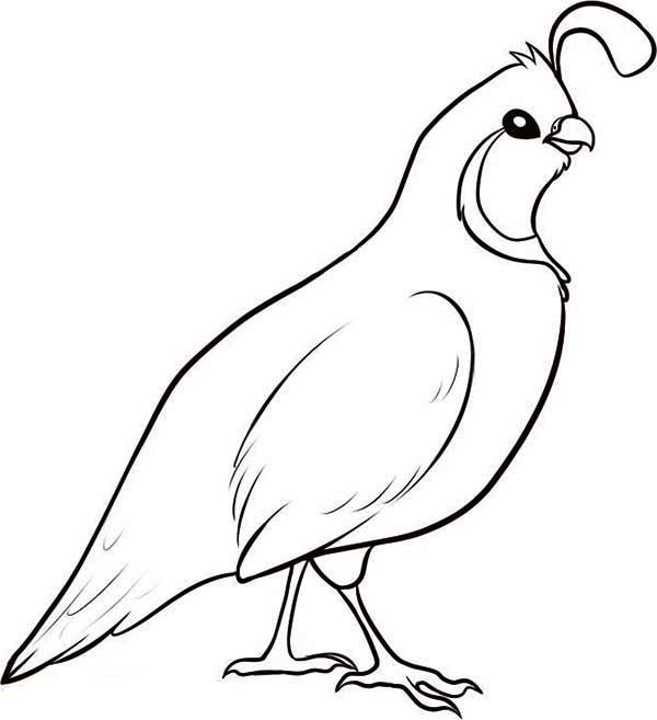 Valley quail coloring page color luna bird coloring pages coloring pages quail