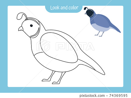 Coloring page outline of quail with colored