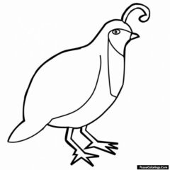 Quail coloring pages to print