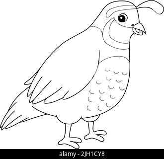 Quail coloring page for kids stock vector image art