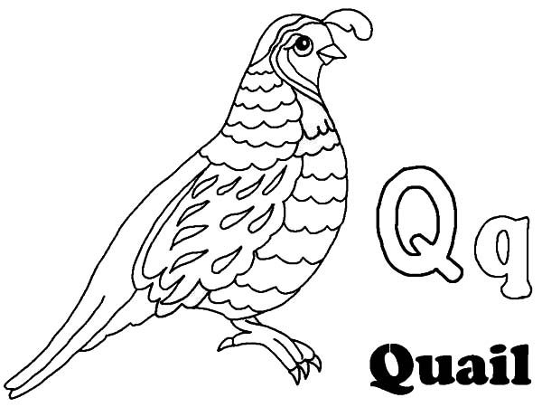 Quail coloring pages for preschool bird coloring pages coloring pages bible coloring pages