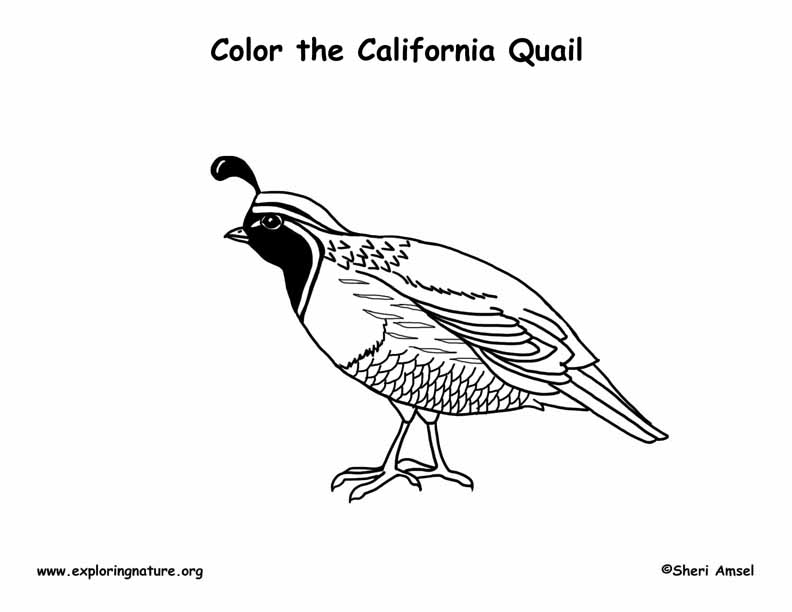 Quail california coloring page