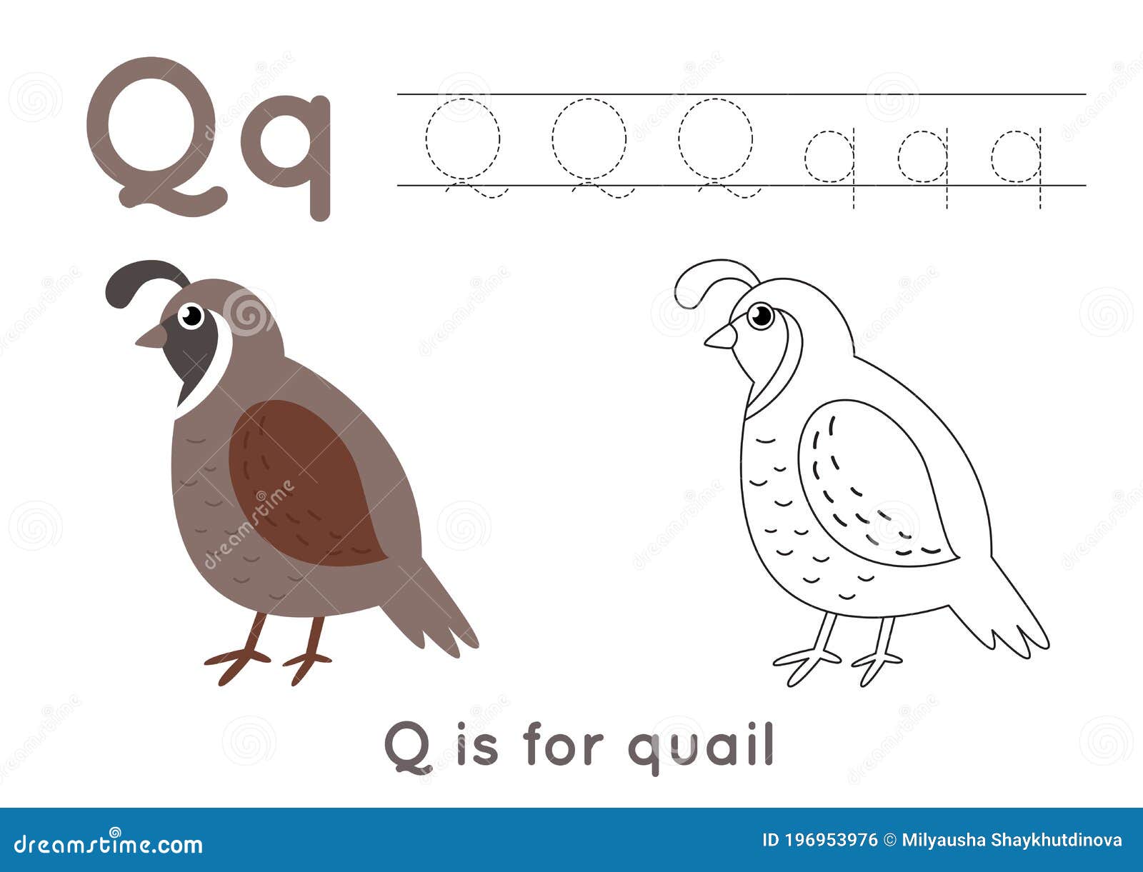 Coloring page with letter q and cute cartoon quail stock vector