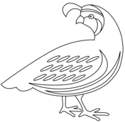 Quails coloring pages free coloring pages