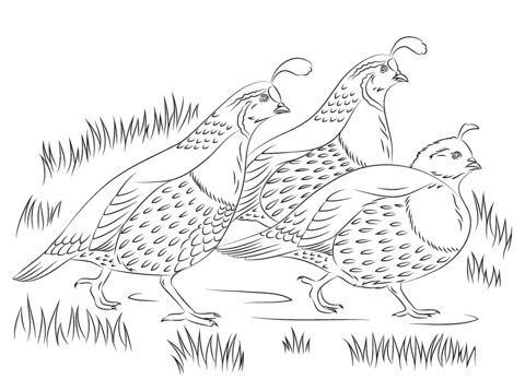 California quails coloring page free printable coloring pages bird coloring pages coloring pages bird art