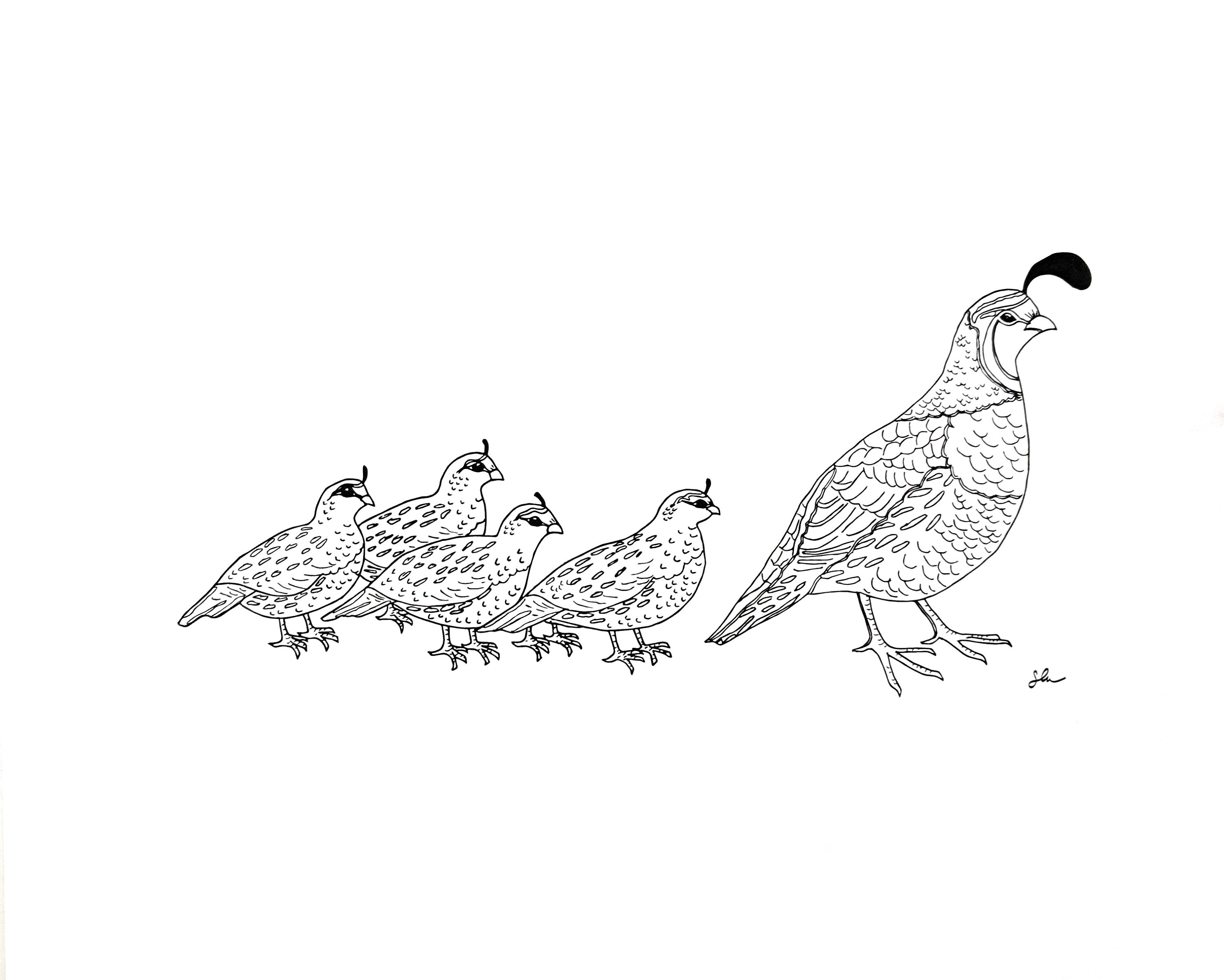 Quail with chicks line drawing reproduction from original ink drawing