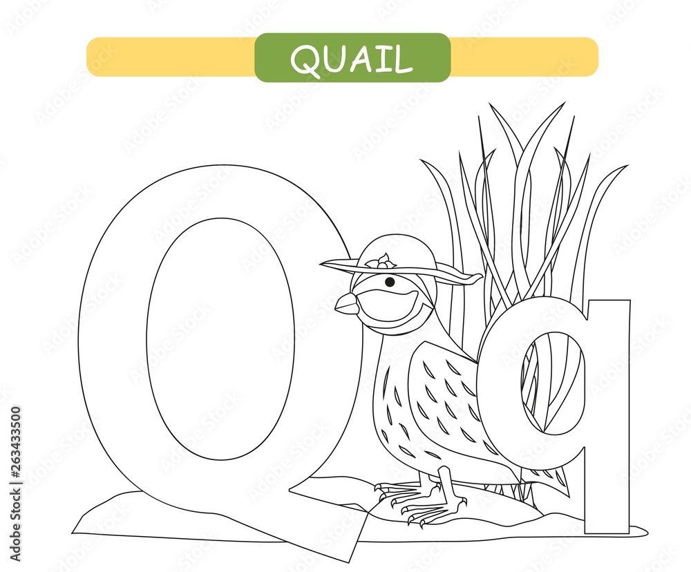 Letter q and funny cartoon quail coloring page animals alphabet a