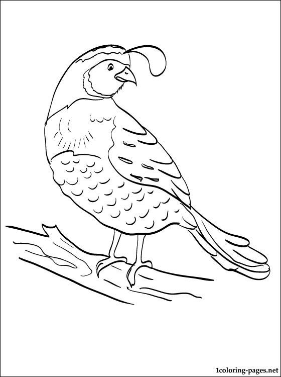 Quail coloring pages for kids sketch coloring page bird coloring pages children sketch coloring pages