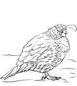 Quails coloring pages free coloring pages