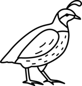 Quails coloring pages free coloring pages