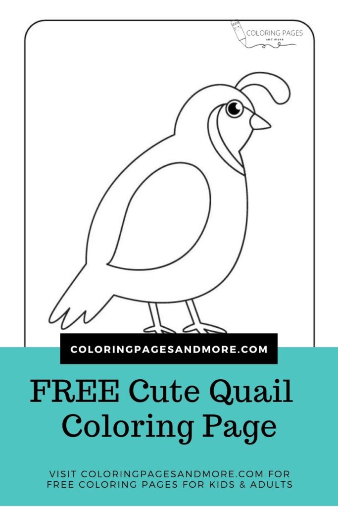 Cute quail coloring page