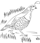 Quails coloring pages free coloring pages