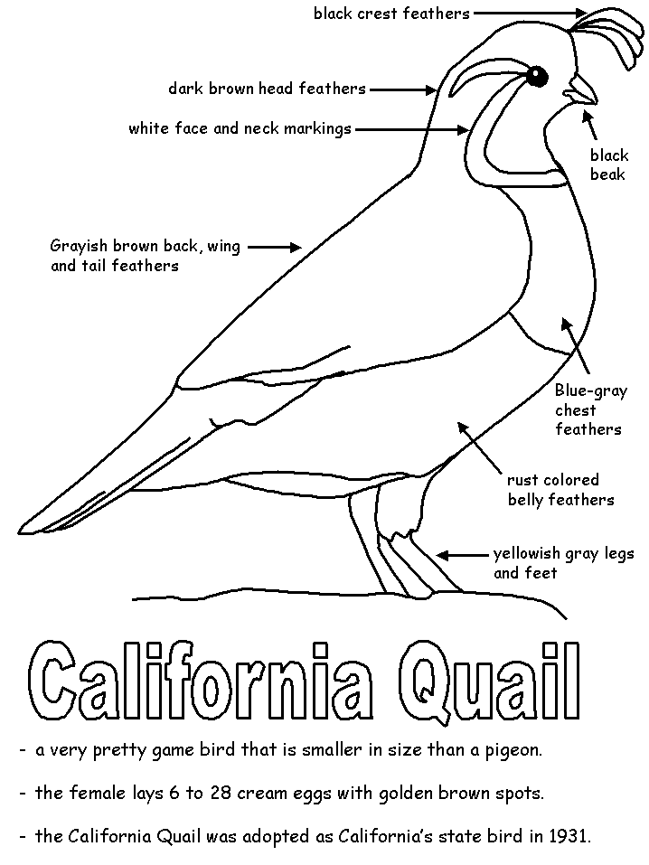 California quail with labels