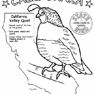 Us state bird coloring pages