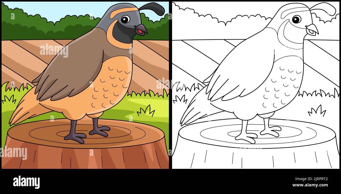 Quail coloring page hi