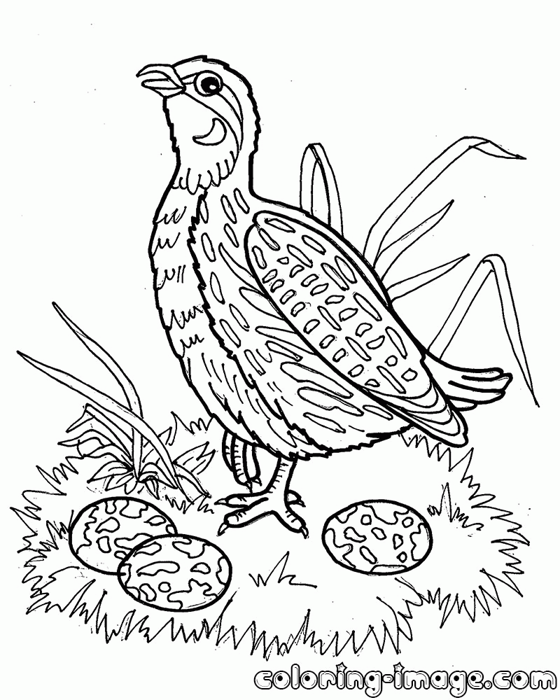 Quail egg coloring page