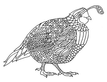 Quail bird zentangle coloring page by pamela kennedy tpt