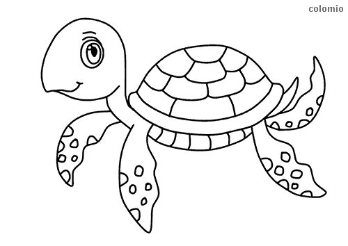 Turtles coloring pages free printable turtle coloring sheets