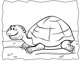 Tortoises and turtles coloring pages and printable activities