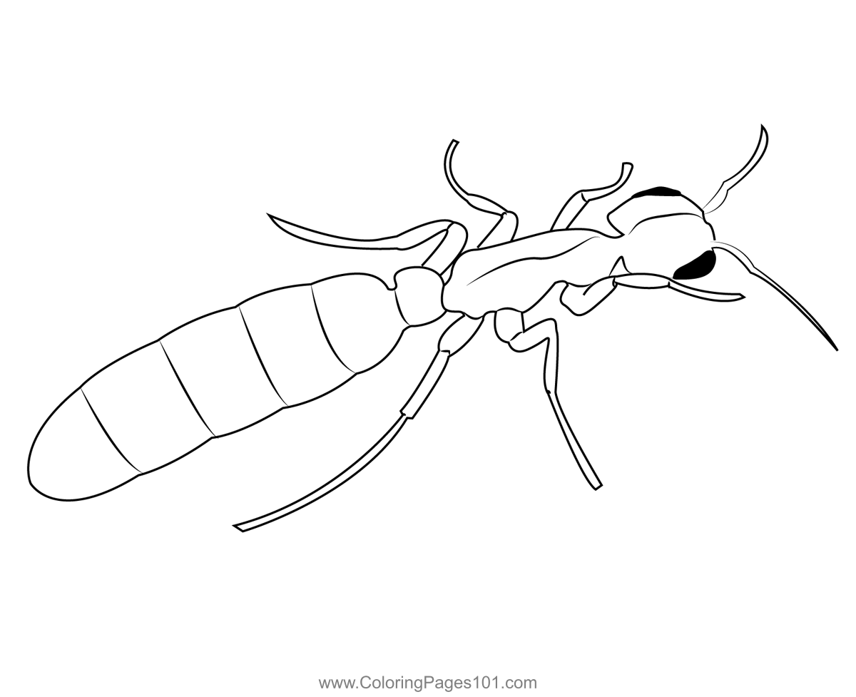 Ant coloring page for kids