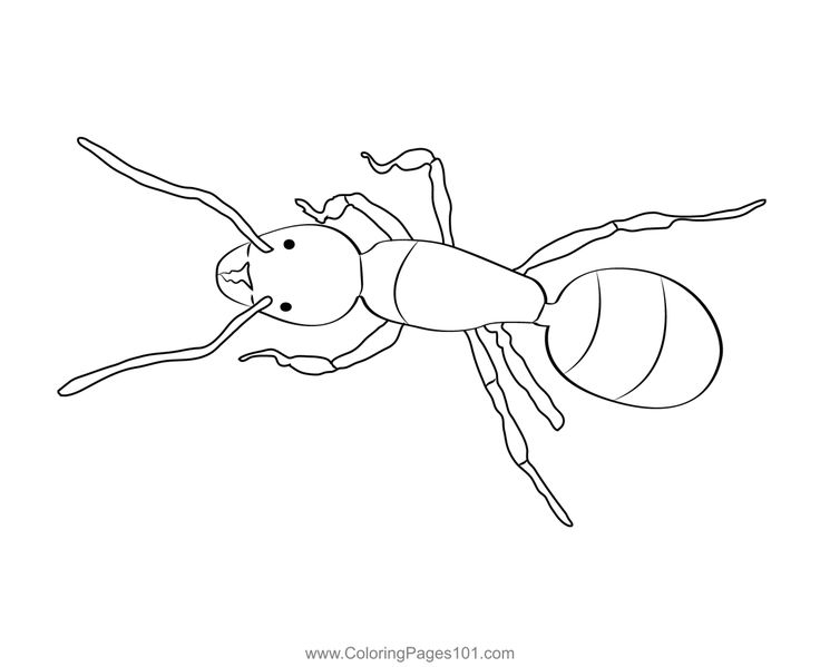 Queen ant coloring page queen ant coloring pages color